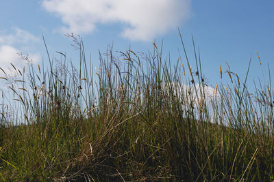 Plants growing on field against sky