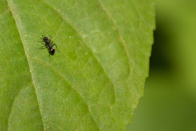 Close-up of insect on leaf