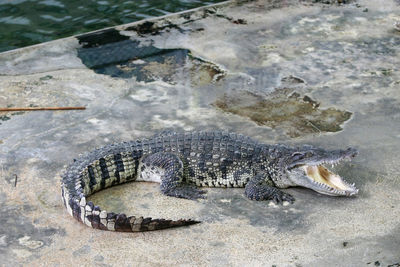 High angle view of crocodile in sea