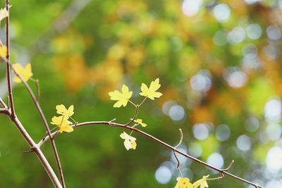 Close-up of flowering plant against blurred background