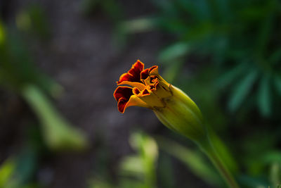 Close-up of orange flower