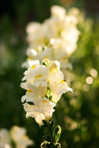 Close-up of white flowering plant