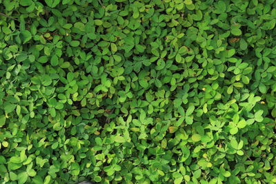 Green flower leaf texture for background