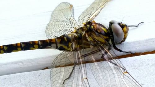 Close-up of insect on wood