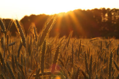 Close-up of wheat growing on field against sky