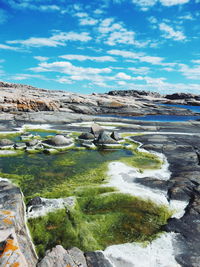 Moss growing on shore at tjurpannans naturreservat