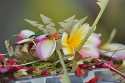 Close-up of flowers