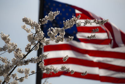 Close-up of flags against white wall