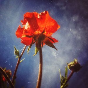 Close-up of red flower