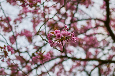 Low angle view of pink cherry blossom