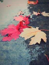 High angle view of maple leaves fallen on water