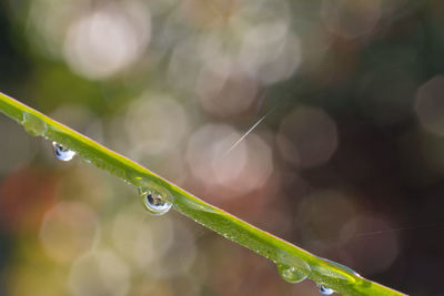 Close-up of water drops on plant