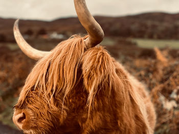 Highland cow