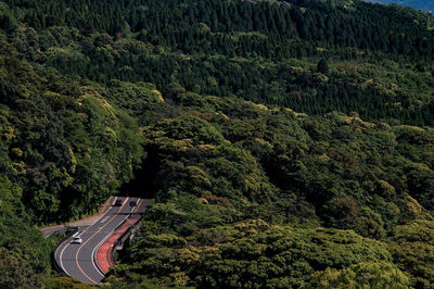 High angle view of road amidst trees in forest
