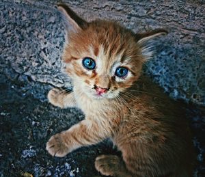 High angle portrait of cat with kitten