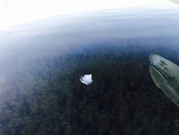 Close-up of jellyfish swimming in sea