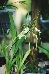 Close-up of insect on plant