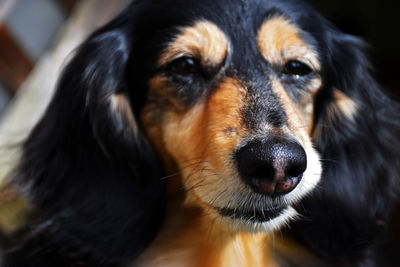 Close-up portrait of dog