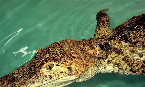 Crocodile floating on rippled water