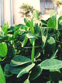 Close-up of fresh green plant