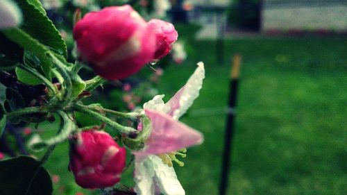 Close-up of pink rose