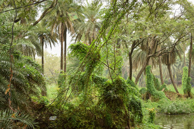 Trees growing in forest