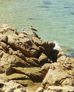 Bird on rock at sea shore