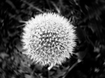 Close-up of dandelion