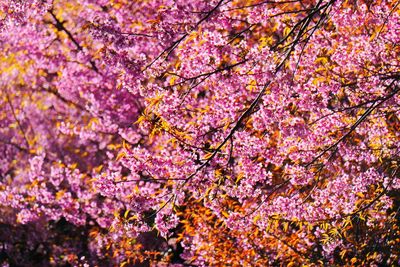 Close-up of pink cherry blossom tree