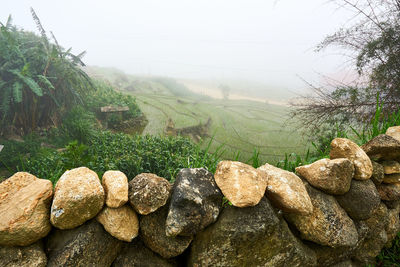 Rocks and plants on land against sky