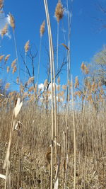 Plants growing on field against clear blue sky