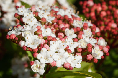 Close-up of white flowers