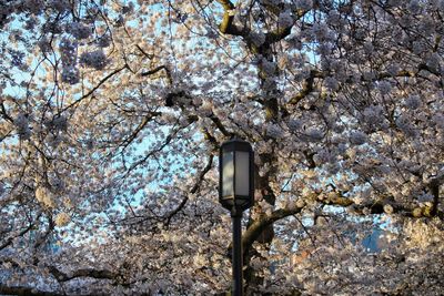 Low angle view of street light against tree