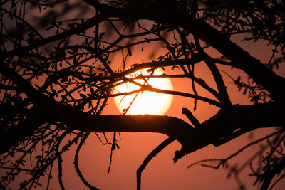 Low angle view of silhouette tree against orange sky