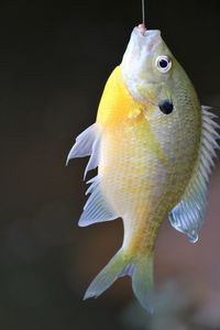 Close-up of yellow fish