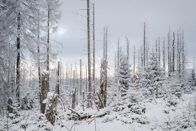 Trees on snow covered landscape