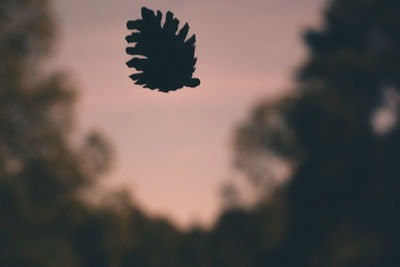 Close-up of tree against sky at sunset