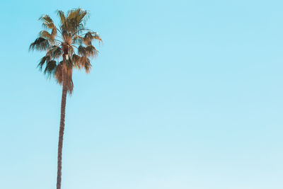 Low angle view of palm tree against clear blue sky