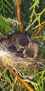 View of birds in nest