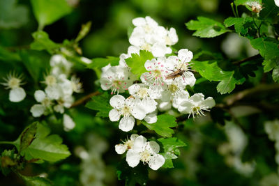 Close-up of white flowering plant