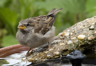 Small sparrow at the bird bath.