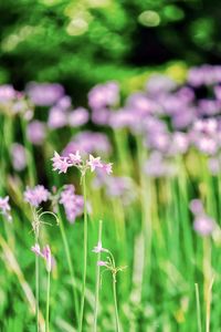 Close-up of flowers blooming in field