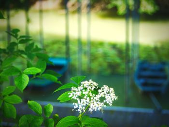 Close-up of white flowering plant