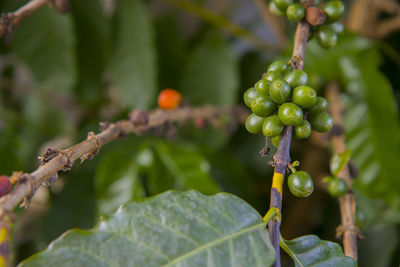 Close-up of fruit growing on tree