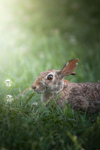 Rabbit on green grass and flowers 