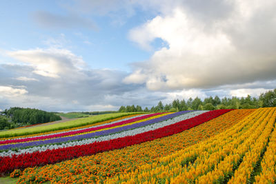 Scenic view of field against sky