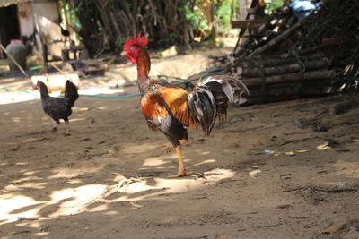 View of birds on land