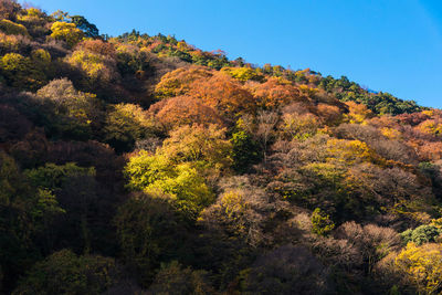 Beautiful nature colourful tree leaves on mountain at arashiyama in autumn season in kyoto, japan.