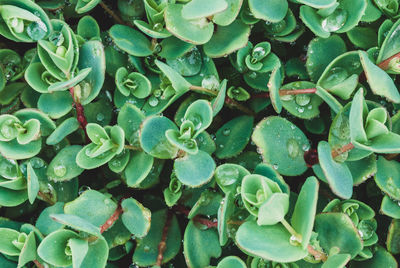 Full frame shot of raindrops on leaves - sedum ewersii with water drops after rain