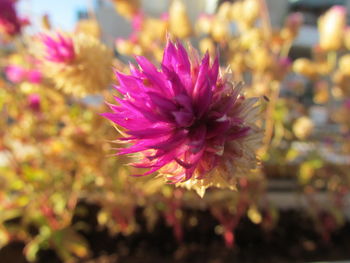 Close-up of purple flower blooming outdoors